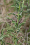 Soft goldenaster